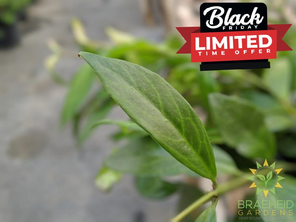 Black Pagoda Lipstick Hanging Basket