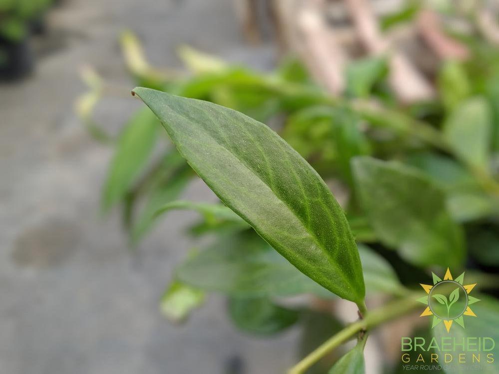 Black Pagoda Lipstick Hanging Basket
