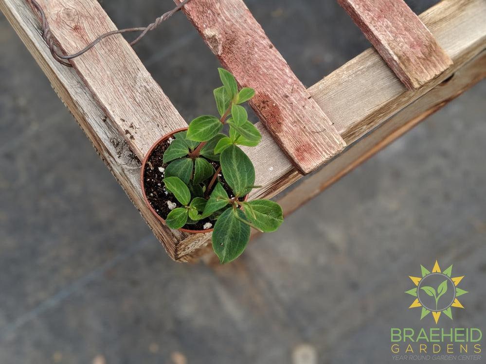 Peperomia Rubella