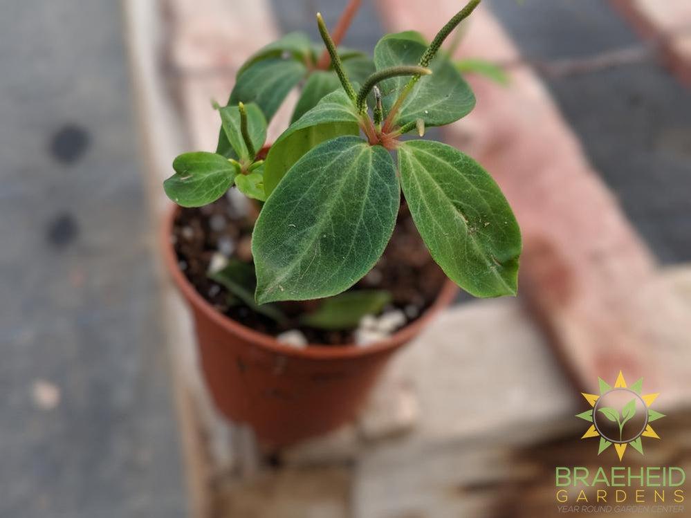 Peperomia Rubella