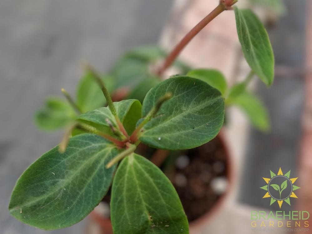 Peperomia Rubella