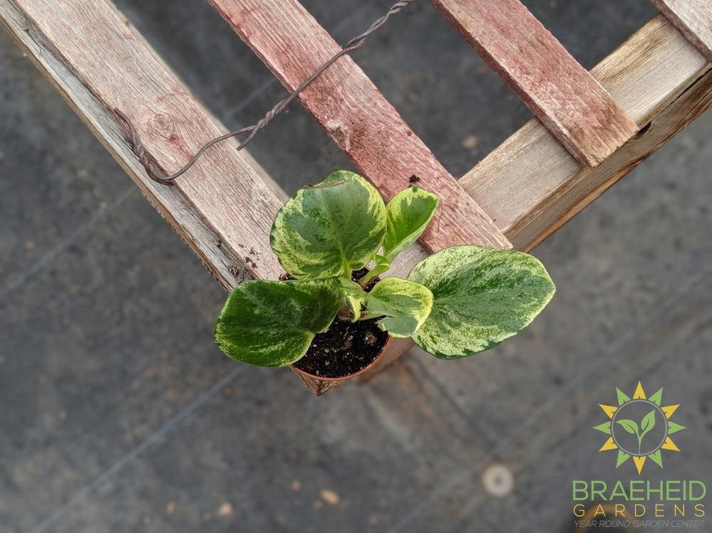 Peperomias available to purchase online, browse more houseplants