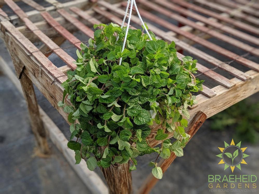 Pilea Birdsnest Crinkle Hanging Basket