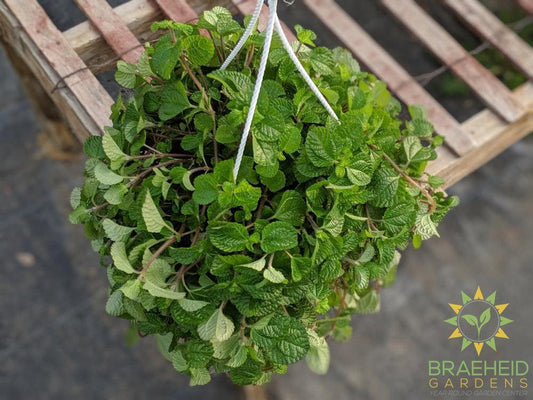 Pilea Birdsnest Crinkle Hanging Basket
