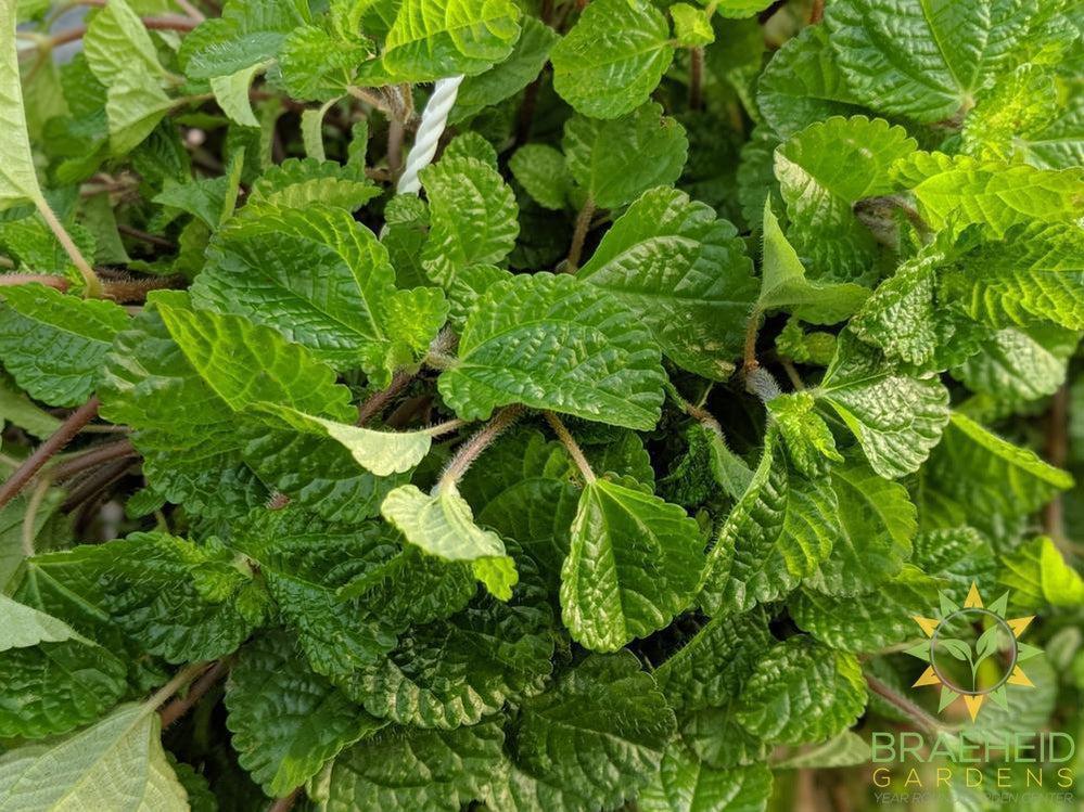 Pilea Birdsnest Crinkle Hanging Basket