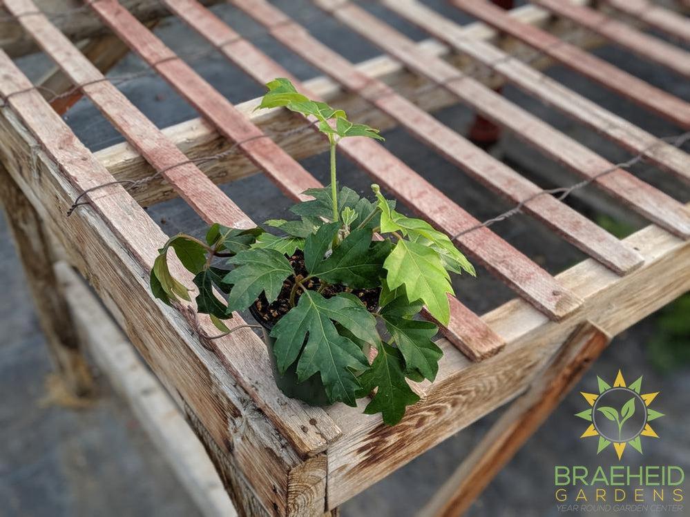 Grape Ivy