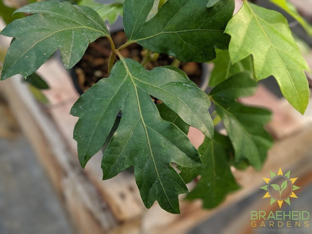 Grape Ivy