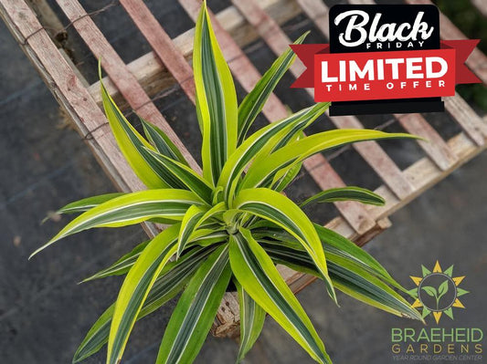 Dracaena Lemon Lime