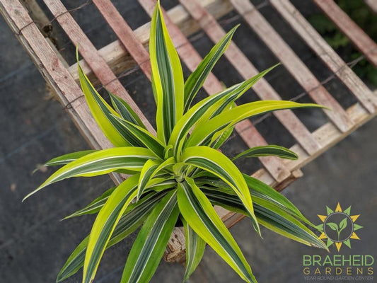 Dracaena Lemon Lime