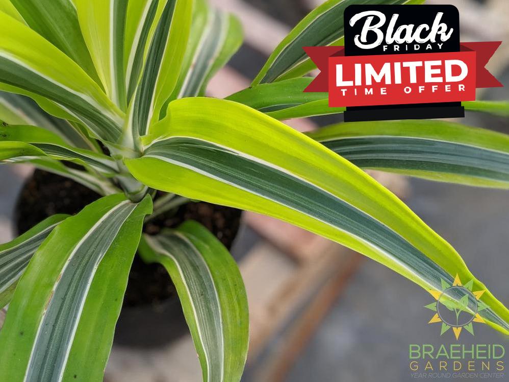 Dracaena Lemon Lime