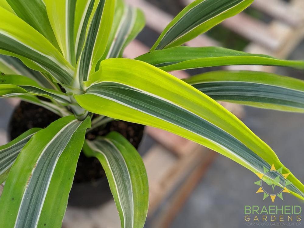 Dracaena Lemon Lime