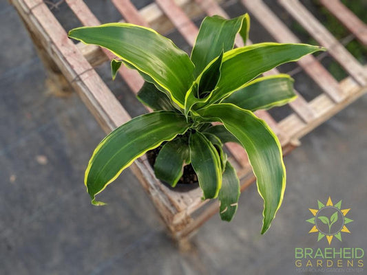 Dracaena Carmen