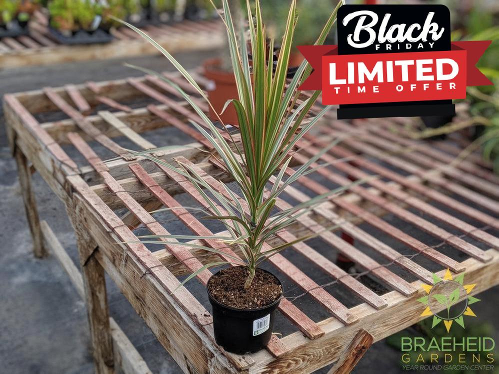 Dragon Tree Colorama - Dracaena Marginata