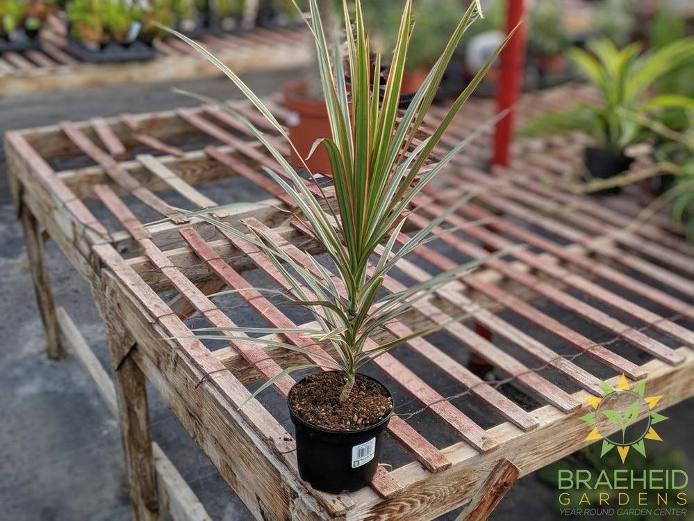 Dragon Tree Colorama - Dracaena Marginata