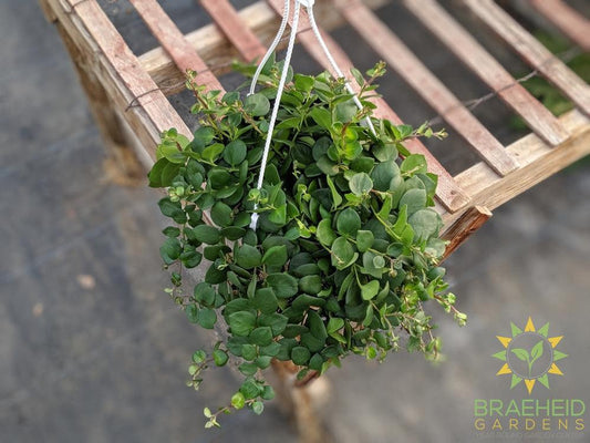 pink thai lipstick plant hanging basket for sale in canada