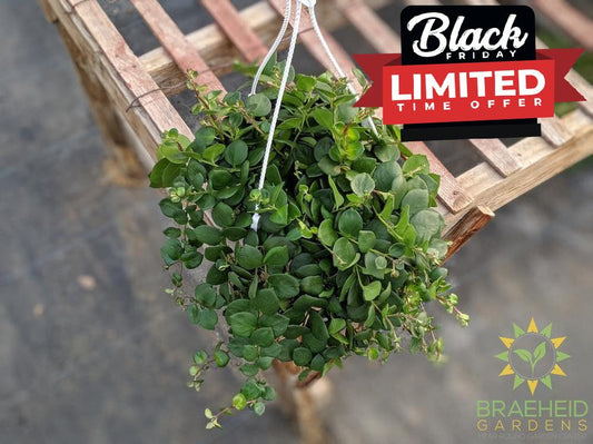 pink thai lipstick plant hanging basket for sale in canada