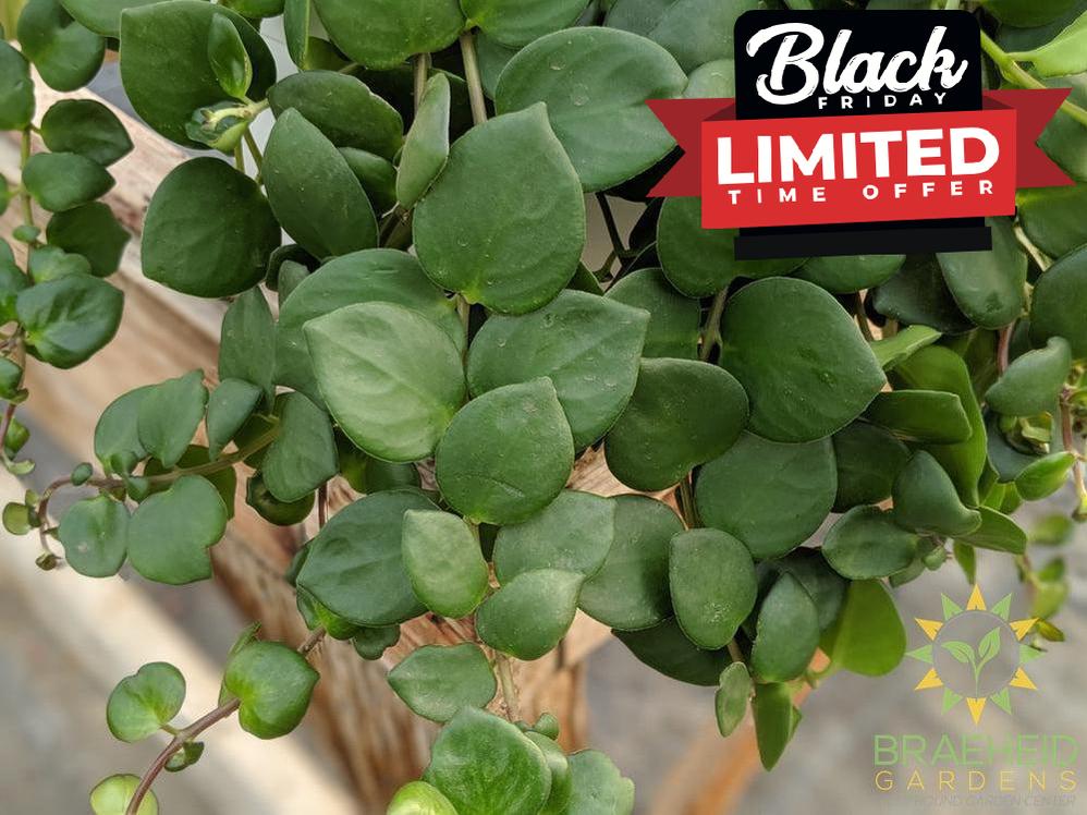 pink thai lipstick plant leaf shape