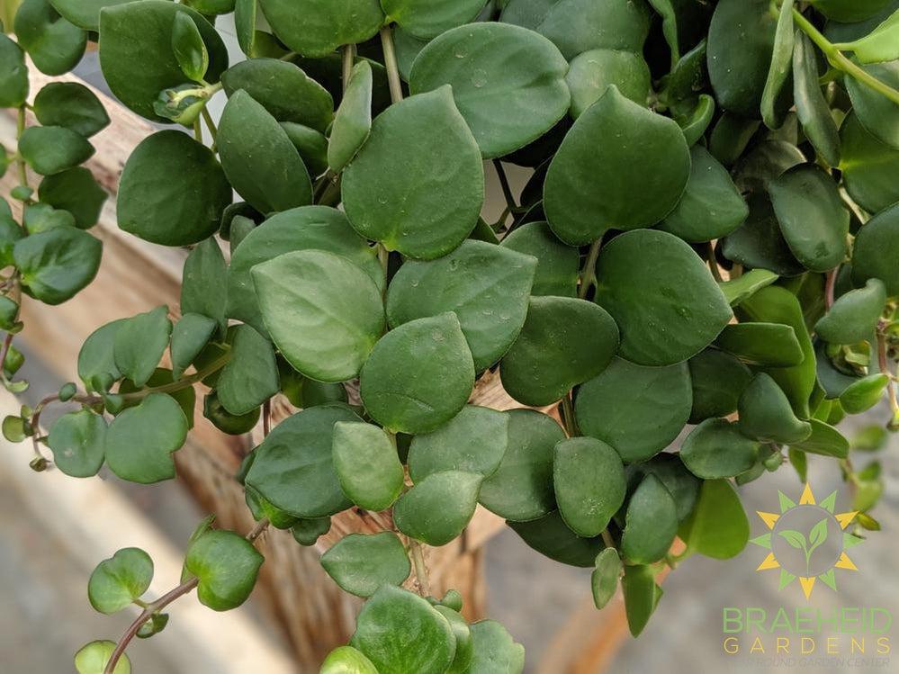 pink thai lipstick plant leaf shape