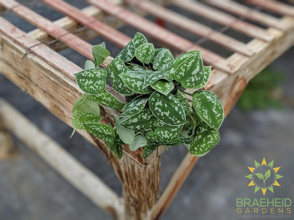 satin pothos online Satin Pothos (Scindapsus Pictus argyraeus) – Braeheid Gardens Ltd