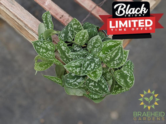 buy Scindapsus Pictus argyraeus online in canada