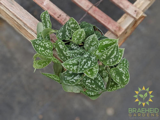 buy Scindapsus Pictus argyraeus online in canada