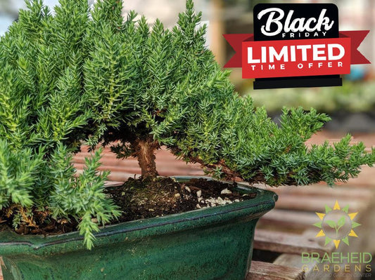 Japanese Shimpaku Juniper Bonsai - NO SHIP