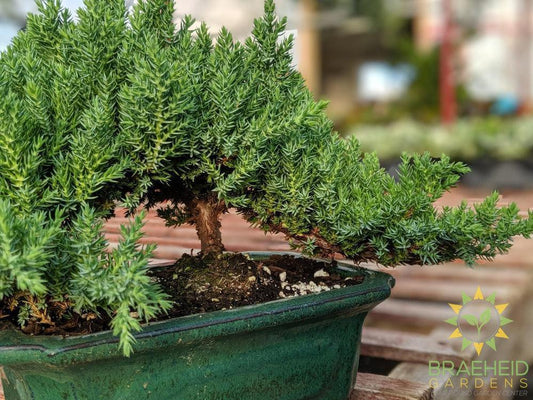 Japanese Shimpaku Juniper Bonsai - NO SHIP