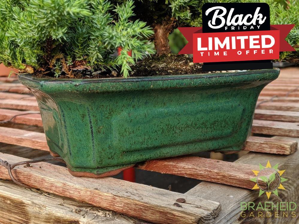 Japanese Shimpaku Juniper Bonsai - NO SHIP