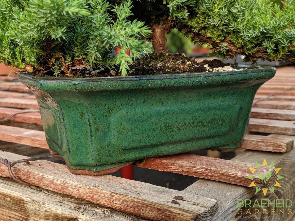 Japanese Shimpaku Juniper Bonsai - NO SHIP