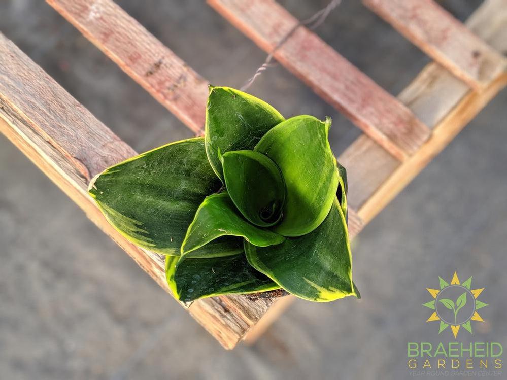 Hahnii Sansevieria- Gold edge