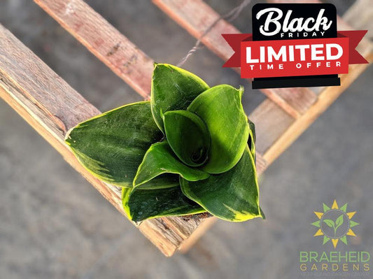 Hahnii Sansevieria- Gold edge