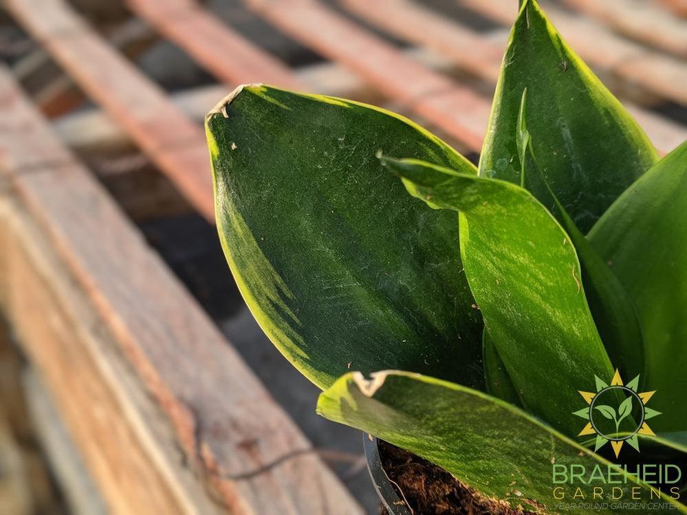 Hahnii Sansevieria- Gold edge