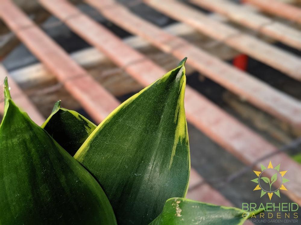 Hahnii Sansevieria- Gold edge