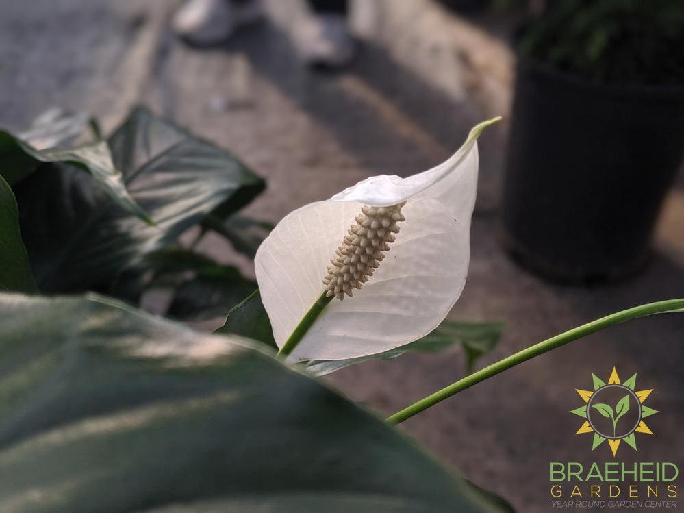 Large Peace Lily Sensation - NO SHIP