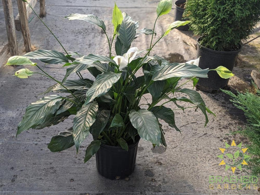 Large Peace Lily Sensation - NO SHIP