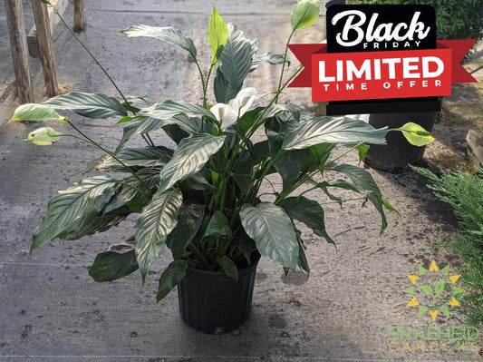 Large Peace Lily Sensation - NO SHIP