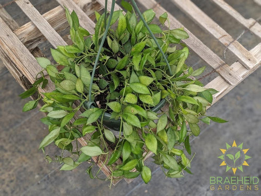 Hoya Eskimo large basket Canada wide Shipping