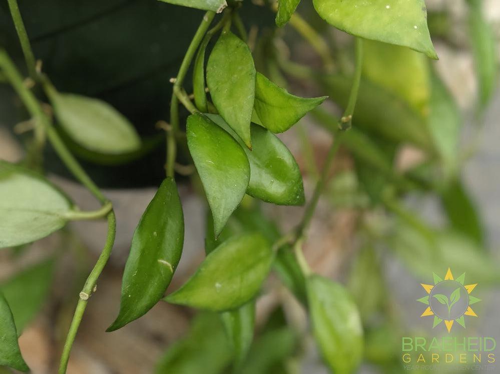 Hoya Lacunosa Leaf shape - Canada