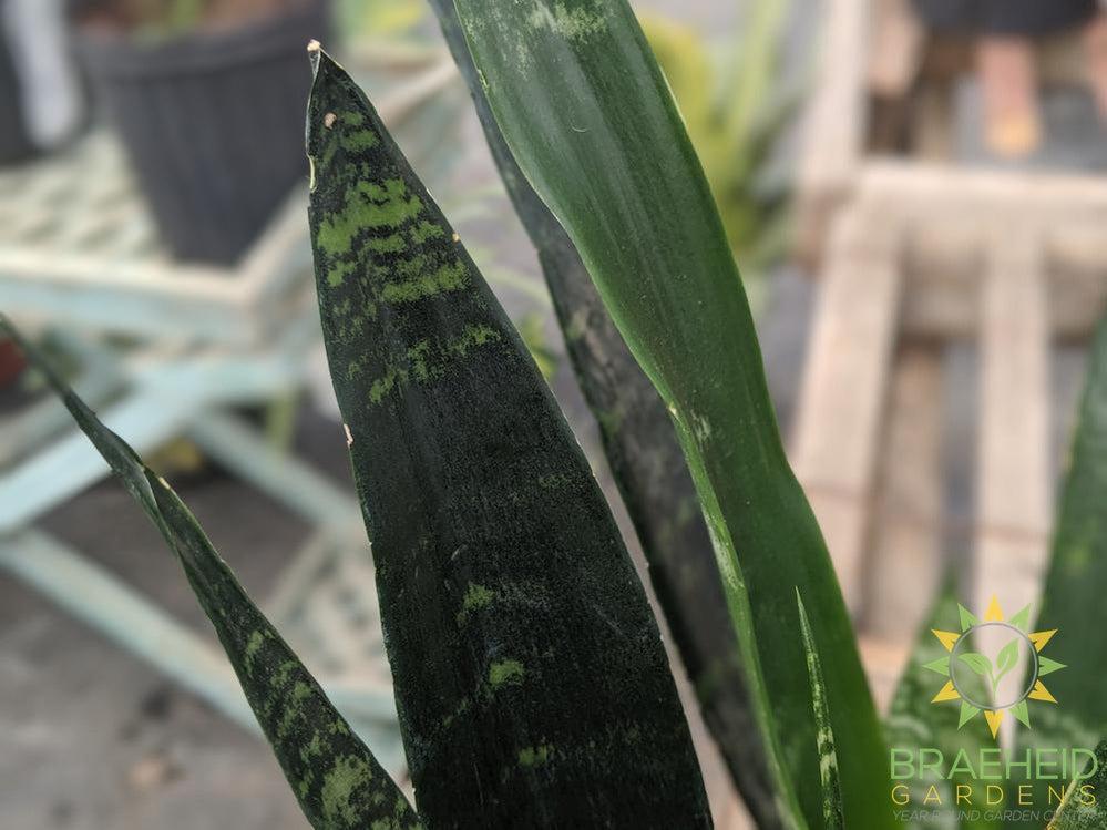 Sansevieria Black Coral