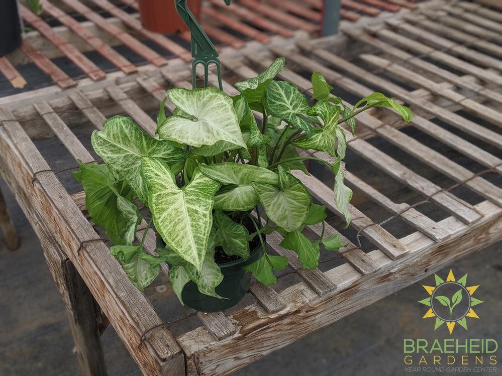 White Butterfly Syngonium Hanging Basket