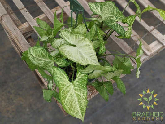 White Butterfly Syngonium Hanging Basket
