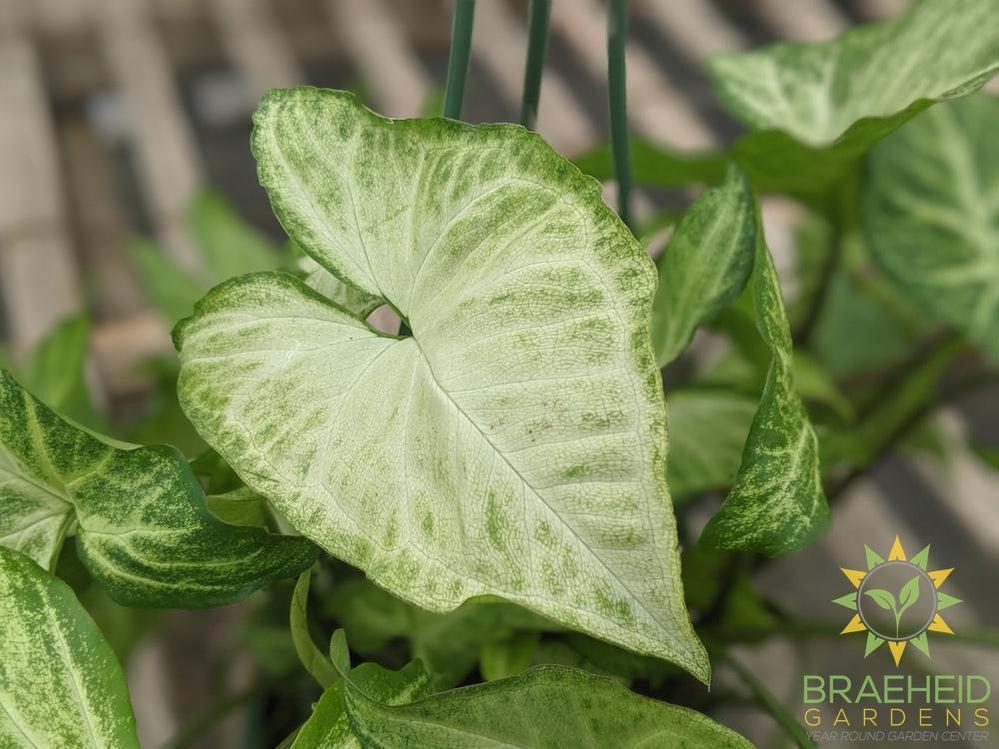 White Butterfly Syngonium Hanging Basket