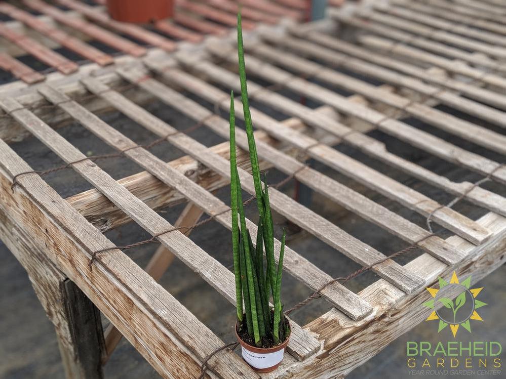Sansevieria Bacularis