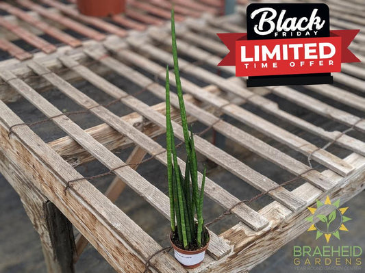 Sansevieria Bacularis