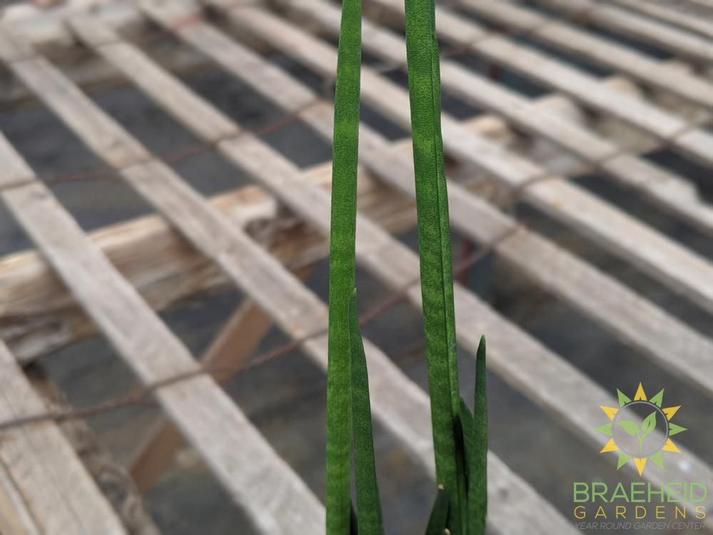 Sansevieria Bacularis