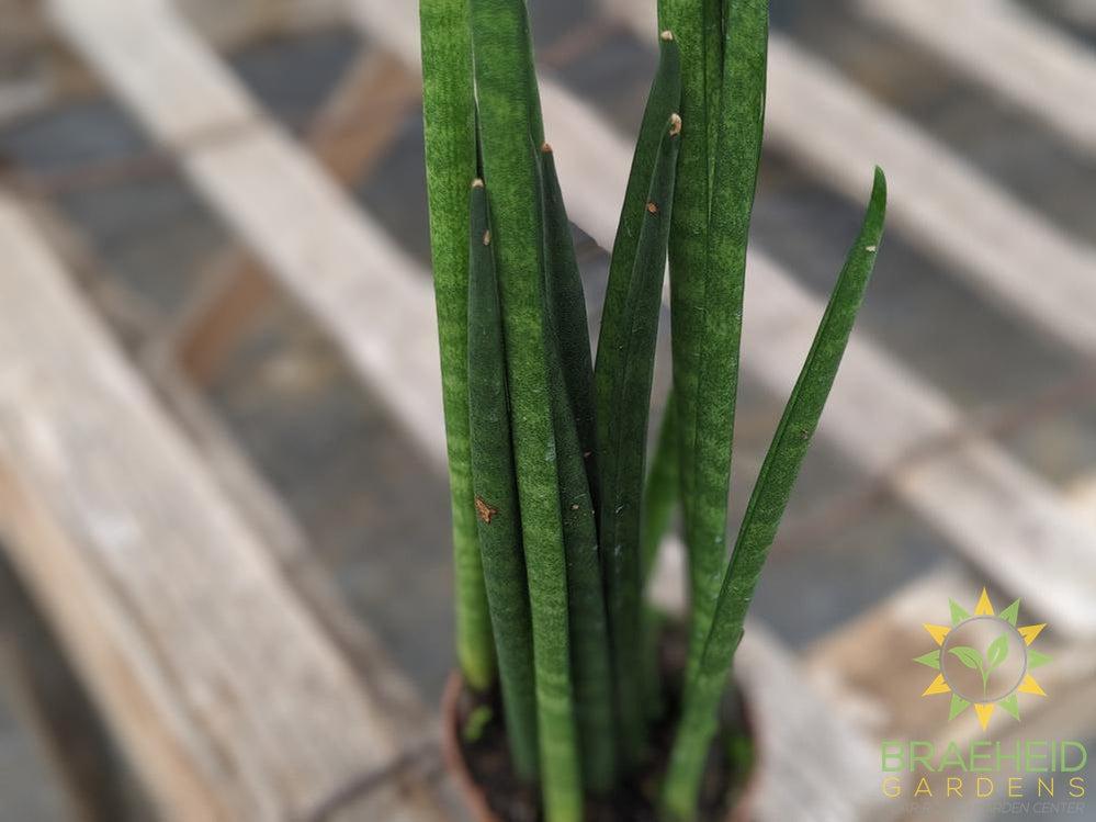 Sansevieria Bacularis