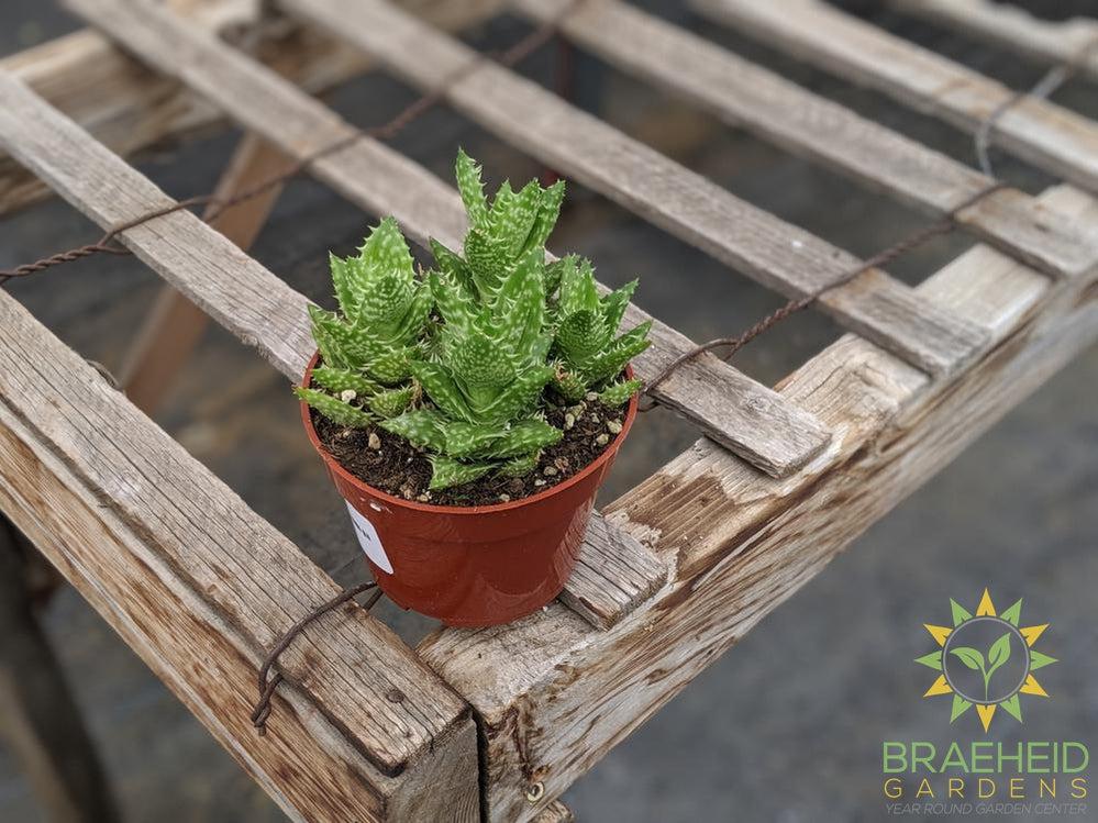 Aloe Brevifolia 'Green Jaws'