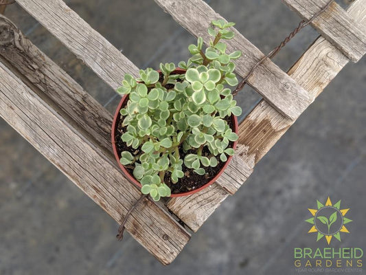 Variegated Elephant bush