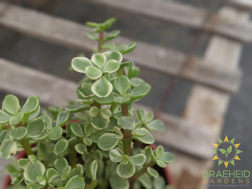 Variegated Elephant bush