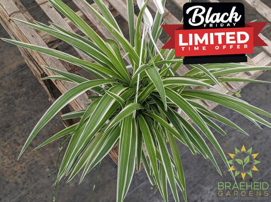 Spider Plant Reverse Hanging Basket